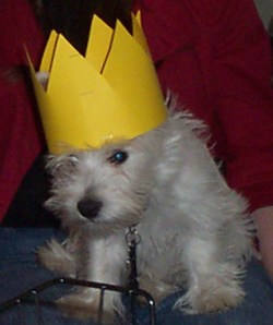 Winston 003 Winston 003